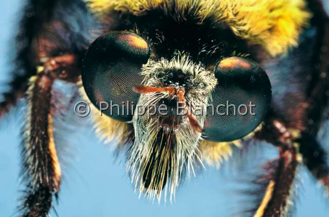 Hyperochia bomboides.JPG - in "Portraits d'insectes" ed. SeuilHyperochia bomboidesAsile bourdonRobber flyDipteraAsilidaeSenegal